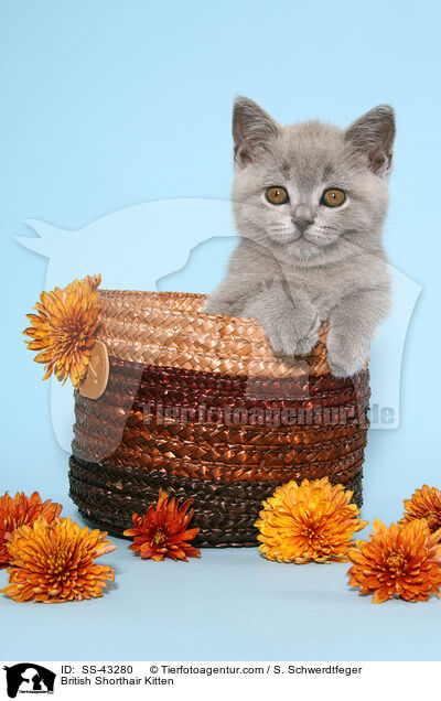 British Shorthair Kitten / SS-43280