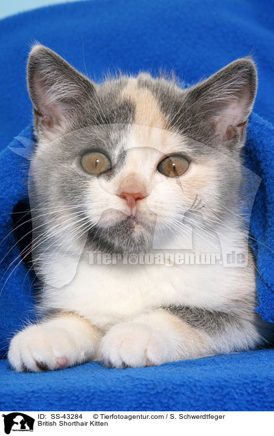 Britisch Kurzhaar Ktzchen / British Shorthair Kitten / SS-43284