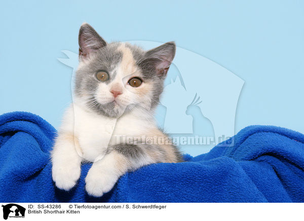 Britisch Kurzhaar Ktzchen / British Shorthair Kitten / SS-43286