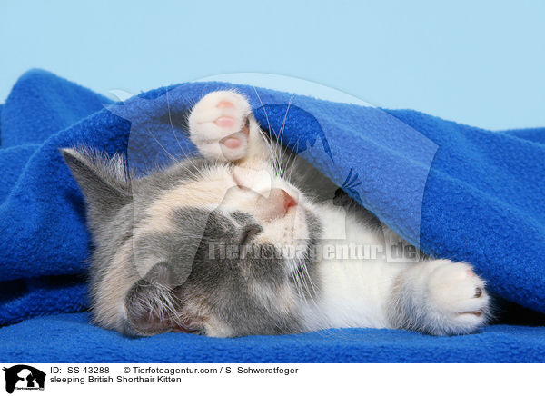 sleeping British Shorthair Kitten / SS-43288