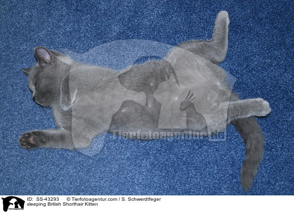 sleeping British Shorthair Kitten / SS-43293