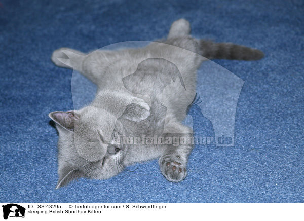 sleeping British Shorthair Kitten / SS-43295