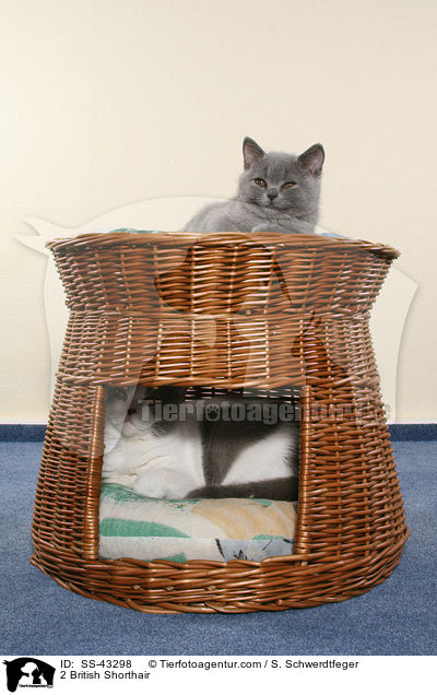 2 Britisch Kurzhaar / 2 British Shorthair / SS-43298