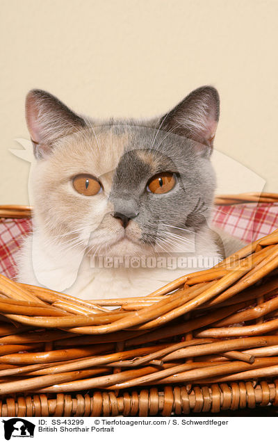 Britisch Kurzhaar Portrait / British Shorthair Portrait / SS-43299