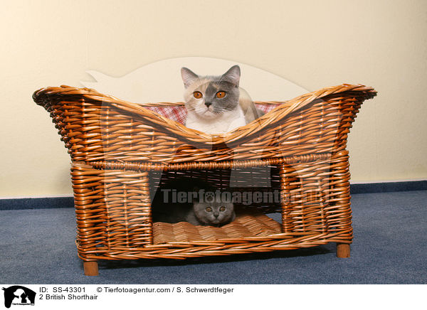 2 British Shorthair / SS-43301