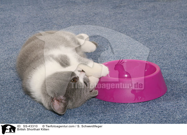 Britisch Kurzhaar Ktzchen / British Shorthair Kitten / SS-43310