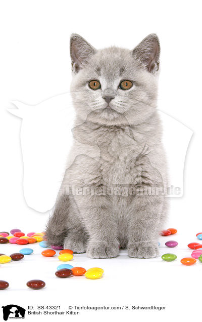 Britisch Kurzhaar Ktzchen / British Shorthair Kitten / SS-43321