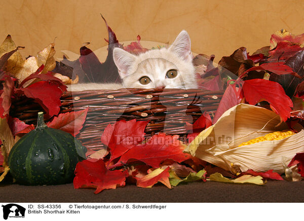 Britisch Kurzhaar Ktzchen / British Shorthair Kitten / SS-43356