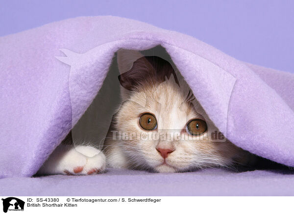 Britisch Kurzhaar Ktzchen / British Shorthair Kitten / SS-43380