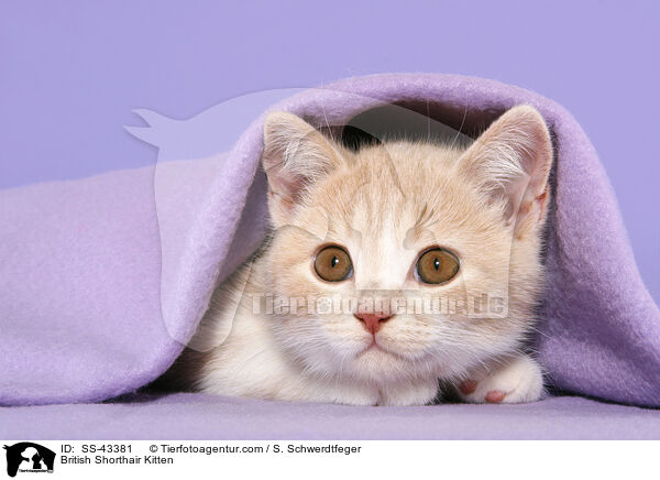 Britisch Kurzhaar Ktzchen / British Shorthair Kitten / SS-43381
