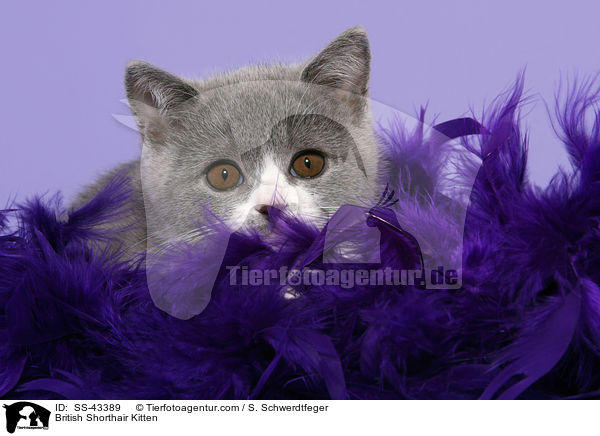 Britisch Kurzhaar Ktzchen / British Shorthair Kitten / SS-43389