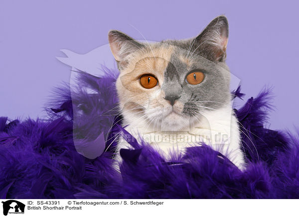 Britisch Kurzhaar Portrait / British Shorthair Portrait / SS-43391