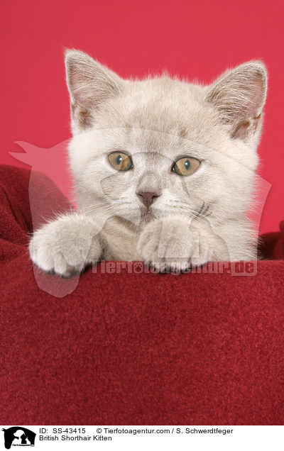 Britisch Kurzhaar Ktzchen / British Shorthair Kitten / SS-43415