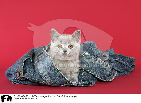 Britisch Kurzhaar Ktzchen / British Shorthair Kitten / SS-43423