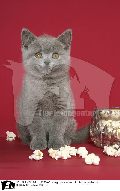 Britisch Kurzhaar Ktzchen / British Shorthair Kitten / SS-43434