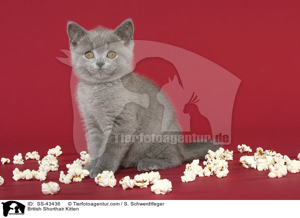 Britisch Kurzhaar Ktzchen / British Shorthair Kitten / SS-43436