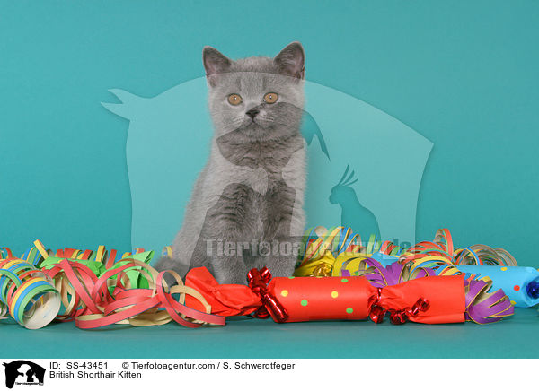 Britisch Kurzhaar Ktzchen / British Shorthair Kitten / SS-43451