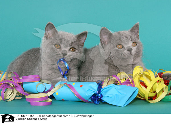 2 British Shorthair Kitten / SS-43455