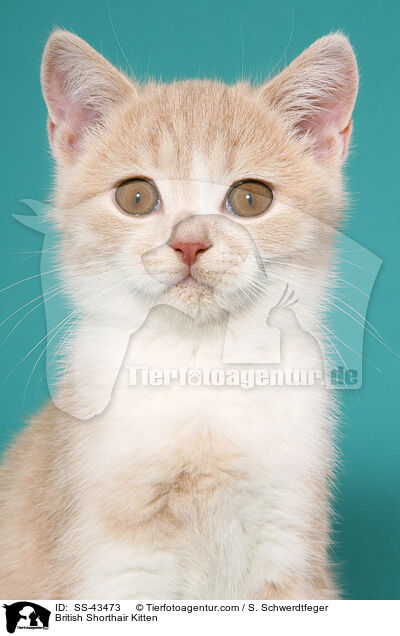 British Shorthair Kitten / SS-43473