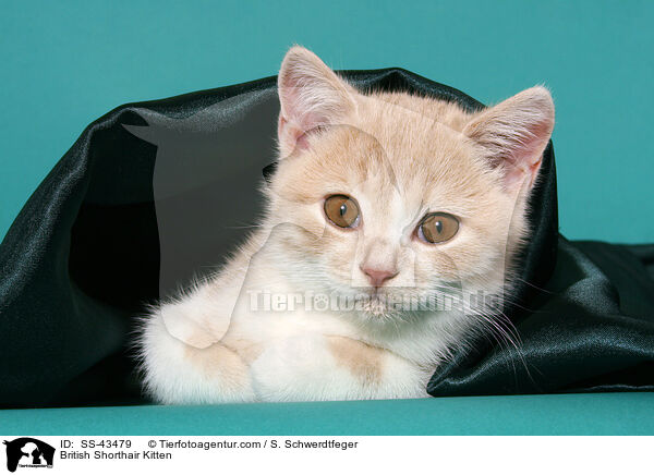 Britisch Kurzhaar K�tzchen / British Shorthair Kitten / SS-43479