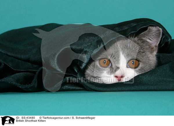 Britisch Kurzhaar Ktzchen / British Shorthair Kitten / SS-43480