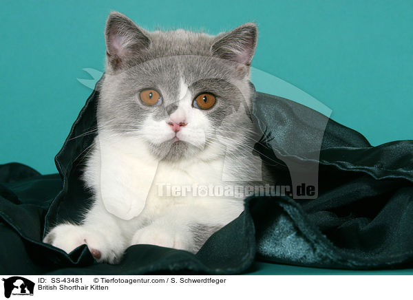 Britisch Kurzhaar Ktzchen / British Shorthair Kitten / SS-43481