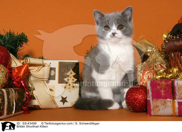 Britisch Kurzhaar Ktzchen / British Shorthair Kitten / SS-43496