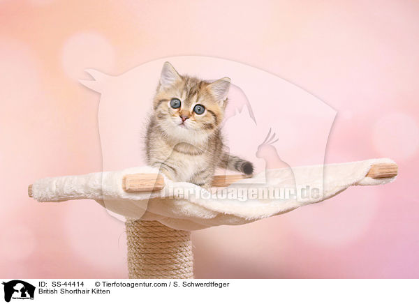 Britisch Kurzhaar Ktzchen / British Shorthair Kitten / SS-44414