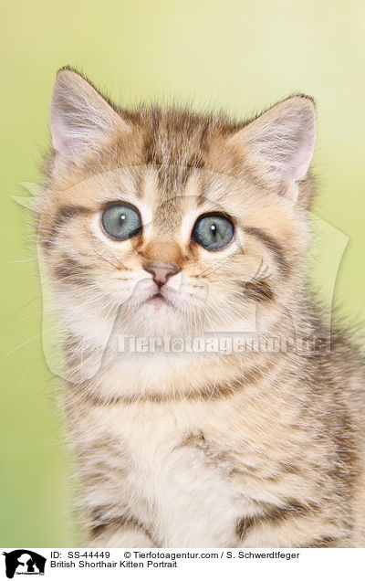 British Shorthair Kitten Portrait / SS-44449