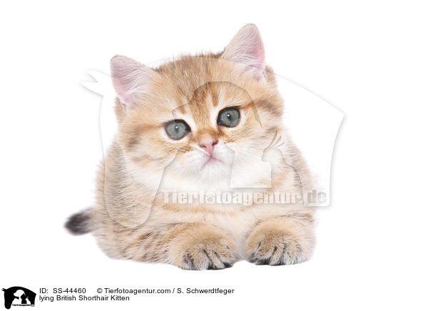 lying British Shorthair Kitten / SS-44460