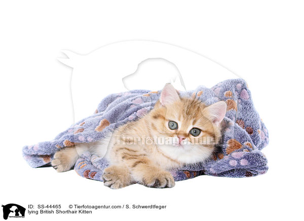 lying British Shorthair Kitten / SS-44465