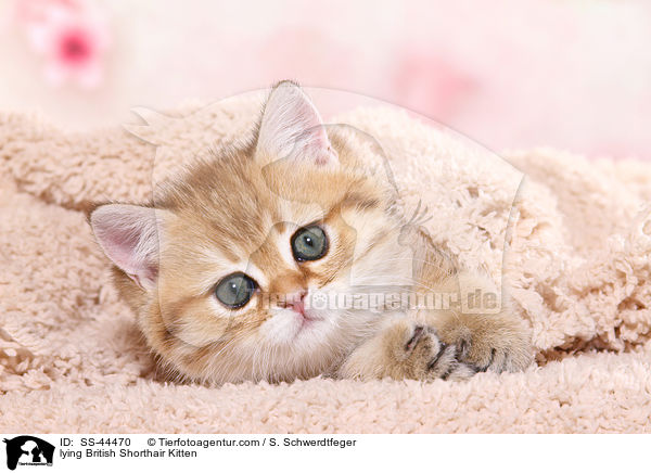 lying British Shorthair Kitten / SS-44470