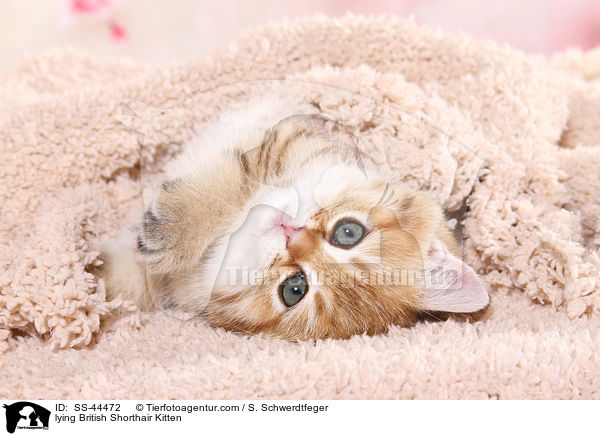 lying British Shorthair Kitten / SS-44472