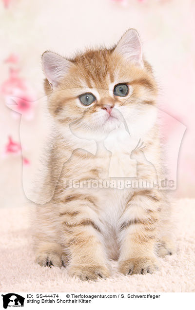 sitting British Shorthair Kitten / SS-44474