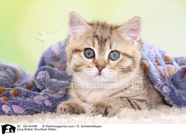 lying British Shorthair Kitten / SS-44486