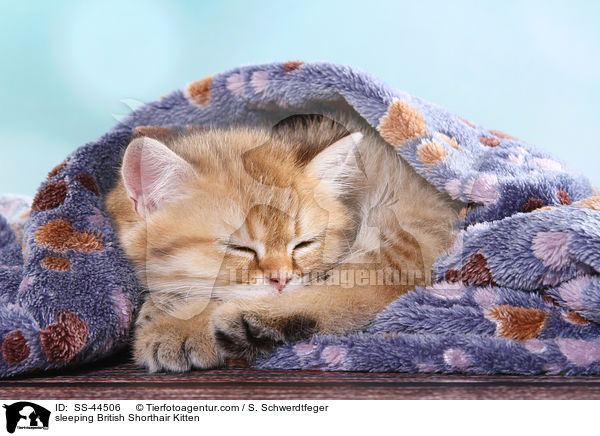 sleeping British Shorthair Kitten / SS-44506