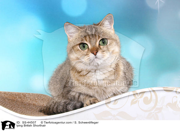 lying British Shorthair / SS-44507