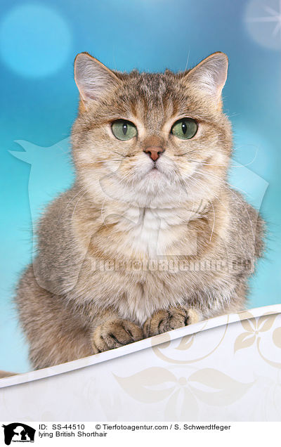 liegende Britisch Kurzhaar / lying British Shorthair / SS-44510