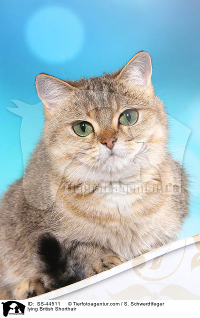 liegende Britisch Kurzhaar / lying British Shorthair / SS-44511