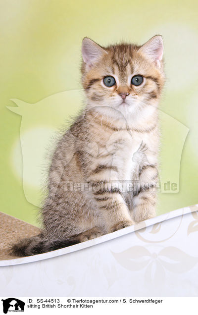 sitting British Shorthair Kitten / SS-44513