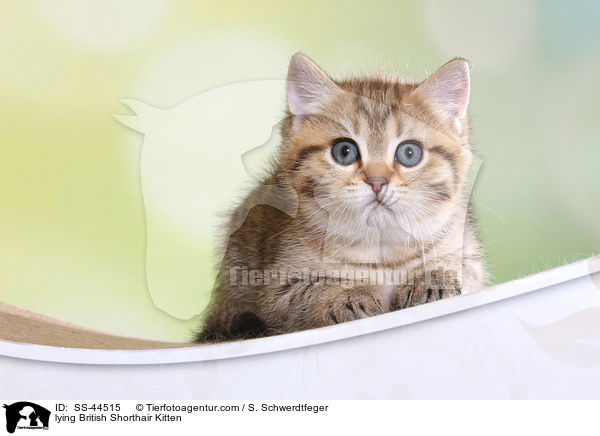 liegendes Britisch Kurzhaar Ktzchen / lying British Shorthair Kitten / SS-44515