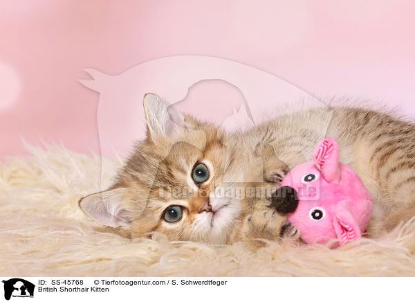 Britisch Kurzhaar Ktzchen / British Shorthair Kitten / SS-45768