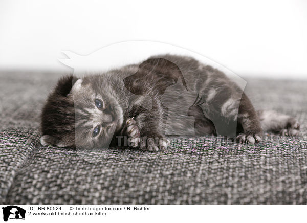 2 Wochen altes Britisch Kurzhaar Ktzchen / 2 weeks old british shorthair kitten / RR-80524