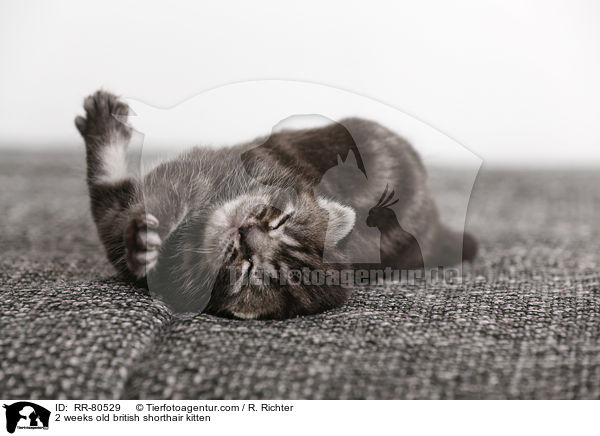 2 Wochen altes Britisch Kurzhaar Ktzchen / 2 weeks old british shorthair kitten / RR-80529