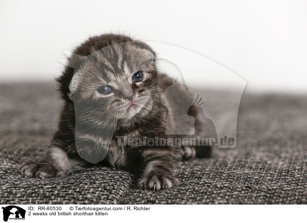 2 Wochen altes Britisch Kurzhaar Ktzchen / 2 weeks old british shorthair kitten / RR-80530