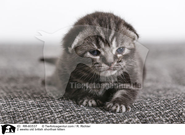 2 Wochen altes Britisch Kurzhaar Ktzchen / 2 weeks old british shorthair kitten / RR-80537