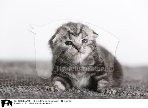 2 Wochen altes Britisch Kurzhaar Ktzchen / 2 weeks old british shorthair kitten / RR-80540