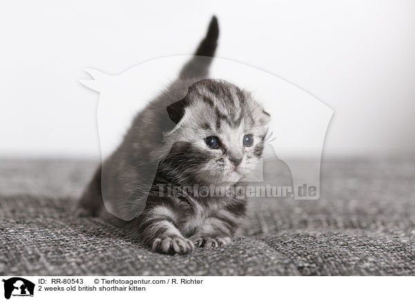 2 Wochen altes Britisch Kurzhaar Ktzchen / 2 weeks old british shorthair kitten / RR-80543