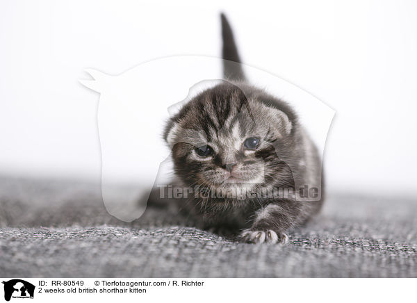 2 Wochen altes Britisch Kurzhaar Ktzchen / 2 weeks old british shorthair kitten / RR-80549