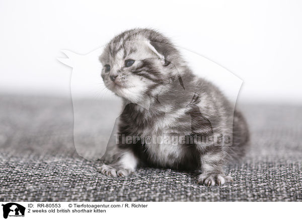 2 Wochen altes Britisch Kurzhaar Ktzchen / 2 weeks old british shorthair kitten / RR-80553